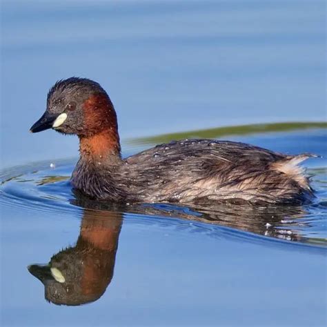 Little Grebe - Facts, Diet, Habitat & Pictures on Animalia.bio