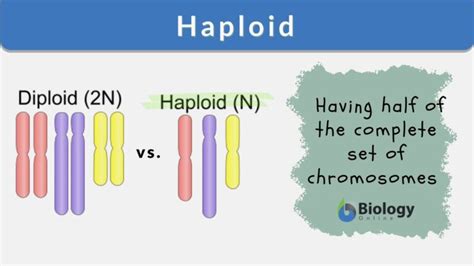 Haploid - Definition and Examples - Biology Online Dictionary