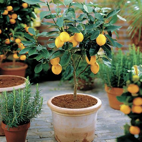 Why the Dwarf Lemon Meyer is One of the Best Fruit Trees to Grow Indoors