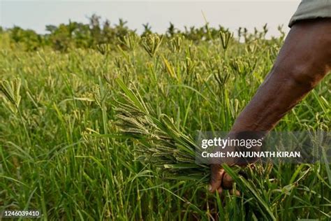 989 Millet Field Stock Photos, High-Res Pictures, and Images - Getty Images