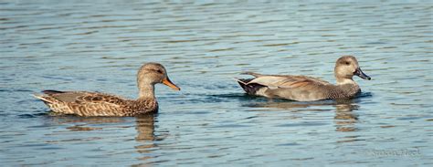 Gadwall