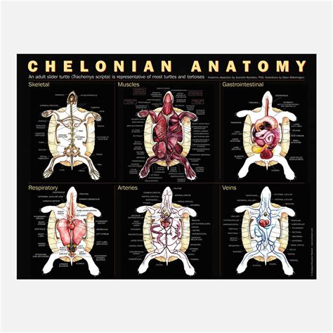 "Chelonian Anatomy" Poster – drawnbydawn