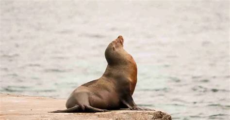 Sea Lion Behavior - AnimalBehaviorCorner