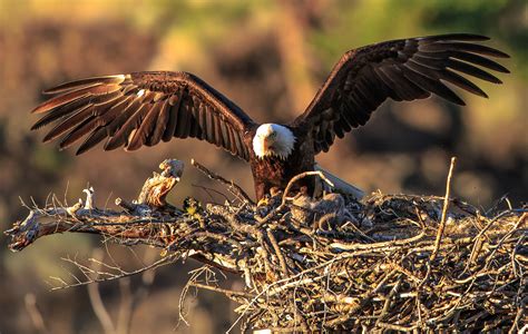 Li ve streaming Golden Eagle nest cam! - Susan Bird