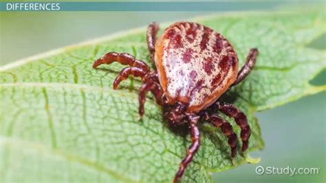 How Do Ticks & Mites Differ? - Lesson | Study.com