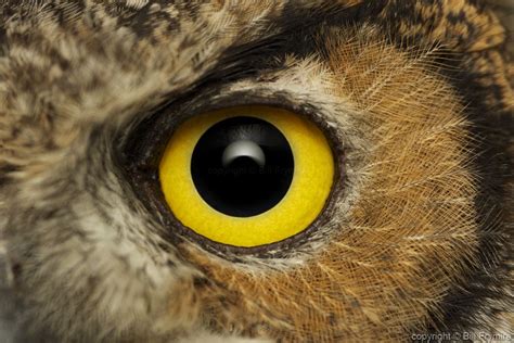 great horned owl eye