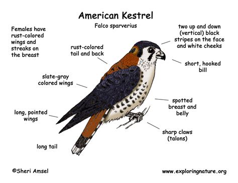 Kestrel (American)