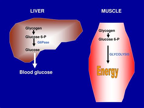 PPT - GLYCOGEN METABOLISM PowerPoint Presentation, free download - ID ...