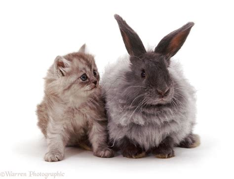 Pets: Smoke Persian-cross kitten with blue Angora-cross rabbit photo ...