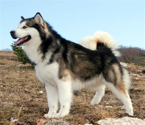 The Alaskan Malamute: Things To Know (2019)