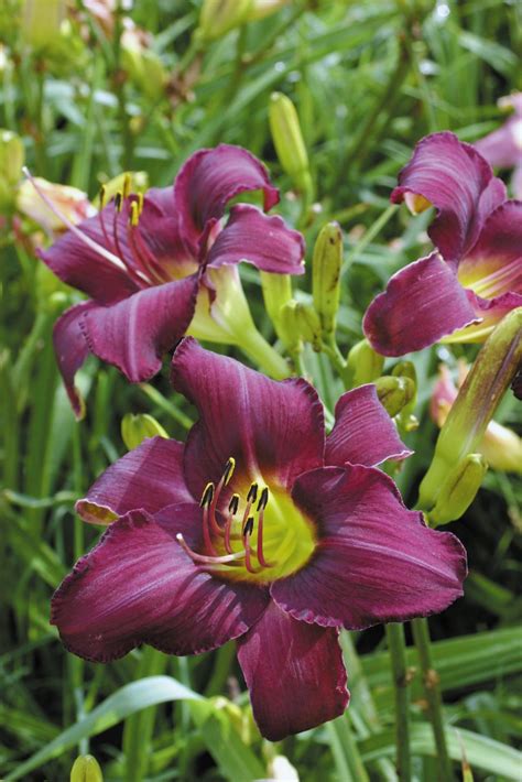 Daylily Varieties | Daylily Photos | HGTV