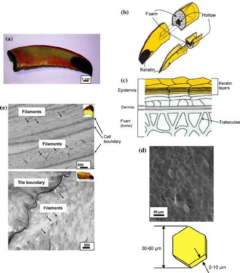 (a) Photograph of a Toco Toucan beak, (b) overview diagram of the ...