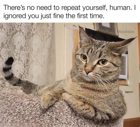 Sigh : r/Catmemes