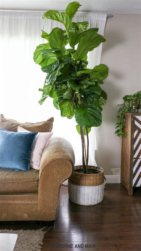 How to Care for a Fiddle Leaf Fig Tree – HAWTHORNE AND MAIN