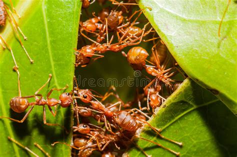 Red ants stock image. Image of detail, insect, hymenoptera - 28366167