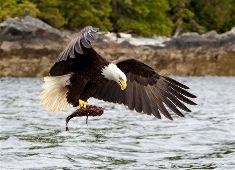 Wildlife Viewing at Ketchikan Alaska Fishing Lodge | Bald eagle, Alaska ...