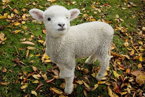 Free photo: Baby Lamb - Baby, Cute, Field - Free Download - Jooinn