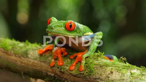 Red Eyed Tree Frog Habitat