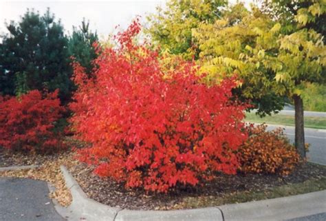 The Best Shrubs for Fall Color | Patuxent Nursery