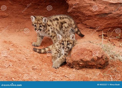 Mountain Lion Kittens stock image. Image of cuddly, pair - 4032227