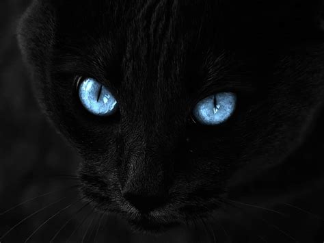 Black Cat Eyes Wallpaper - WallpaperSafari