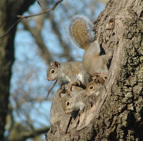 Squirrel Nest by uberfreki on DeviantArt