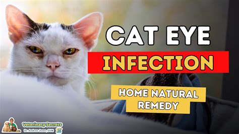 Natural Cat Eye Health Supplements NHV Natural Pet Products, 53% OFF