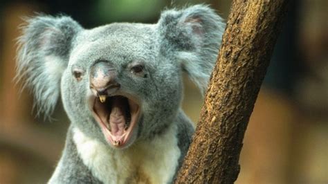 Did you know that Koala have Fingerprints that are nearly identical to ...