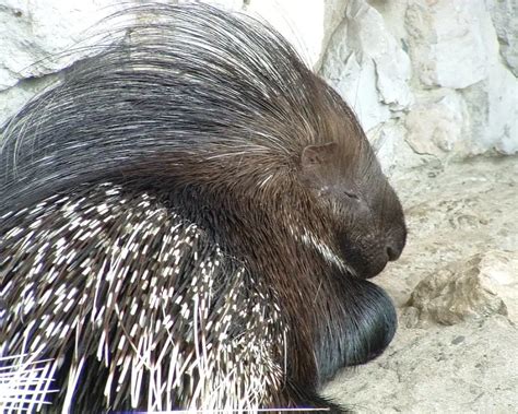 Indian Porcupine - Facts, Diet, Habitat & Pictures on Animalia.bio