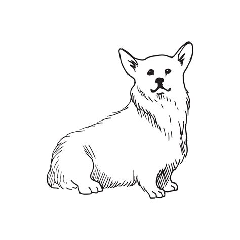 Illustration in Welsh Corgi Art Ink Style 12978958 Vector Art at Vecteezy