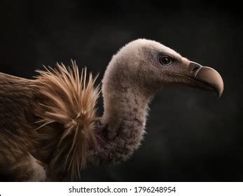 84,917 Vulture Images, Stock Photos, 3D objects, & Vectors | Shutterstock