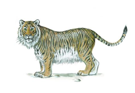 Caspian Tiger | Extinct Animals