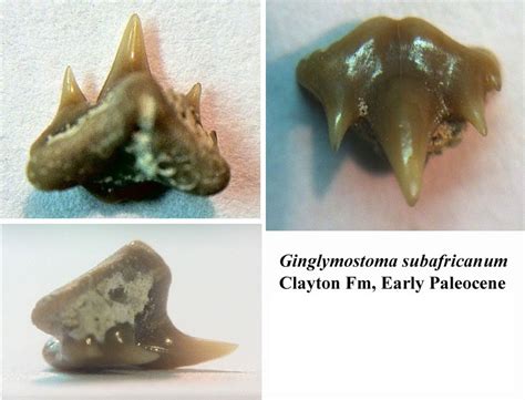 Angel Shark Teeth! - Fossil Hunting Trips - The Fossil Forum