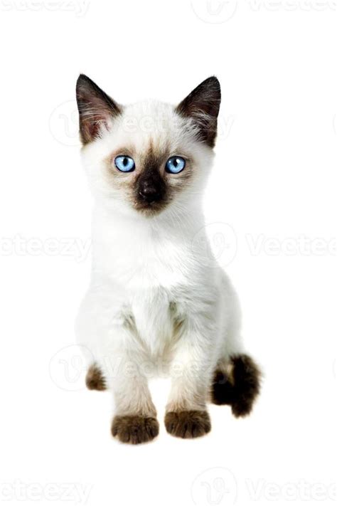 Purebred Siamese cat on white background 843133 Stock Photo at Vecteezy