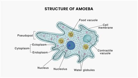 Amoeba - Structure and Classification of Amoeba | PW