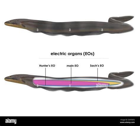 Electrophorus voltai. Newly discovered electric eel species. Dark gray ...