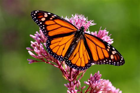 Monarch butterfly populations drop by 80 percent in Florida - Earth.com