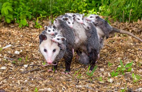 Can you Shoot a Possum in your Backyard? Everything You Need to Know ...