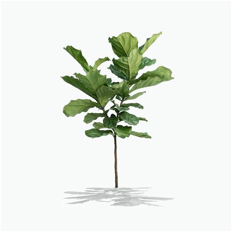 Fiddle Leaf Fig | Treebute