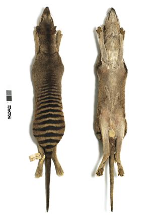 Thylacine Sequencing Project at PSU