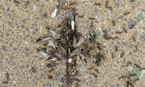 Biblical swarm of ants descends on Britain’s south coast - and there’s ...