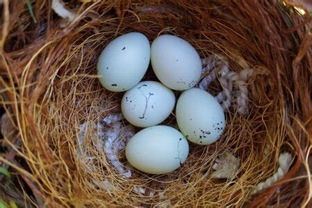 Toco Toucan Eggs For Sale - Buy Toco Toucan Eggs