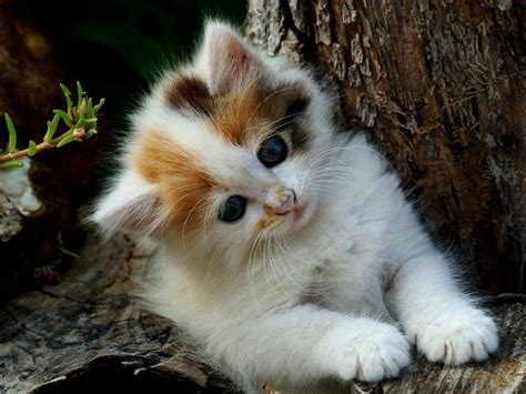 Cute Kittens Wallpapers For Mobile - Wallpaper Cave