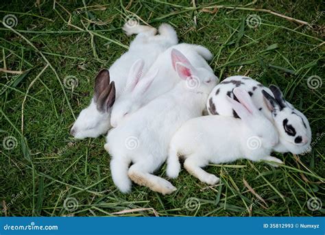 Cute baby rabbits stock image. Image of length, adorable - 35812993