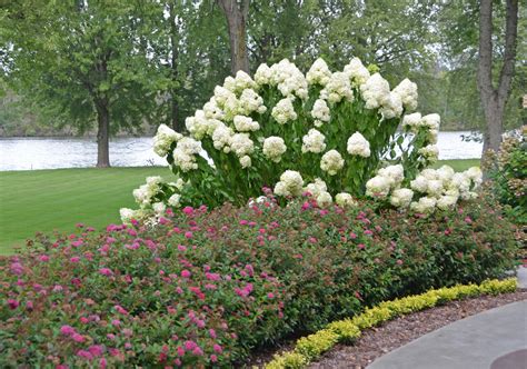 10 Best Shrubs for Flowering Hedges | Proven Winners