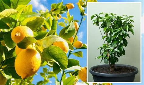 How to care for lemon trees: Keep citrus tree ‘happy’ with simple tips ...