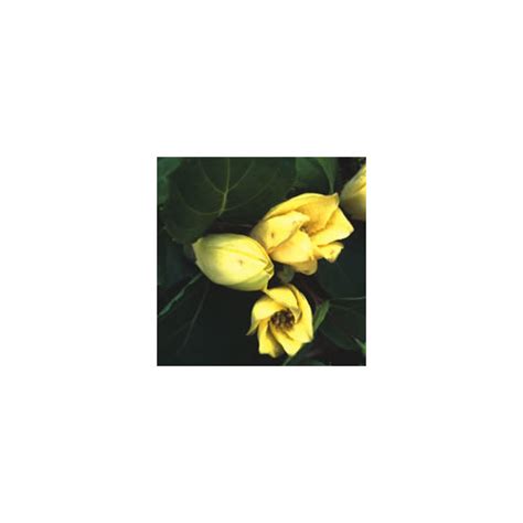 Kirengeshoma Palmata Seeds (15+ seeds) (Yellow Wax Flower) - Plant ...