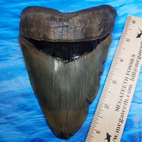 Distinctive 6-1/8 Inch Long Megalodon Shark Tooth · L1: 6.12 L2: 6.06 ...