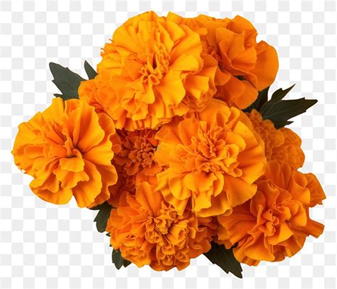 Marigold Flower PNG Images | Free Photos, PNG Stickers, Wallpapers ...