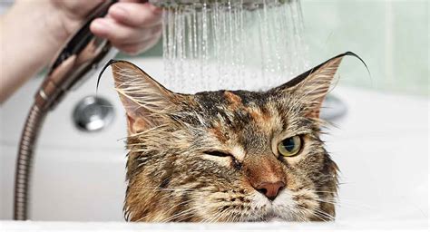 Best Cat Shampoo - For When He Really Needs A Wash!